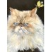 “Cat Austin” – Original Painting by Marina Stognieva